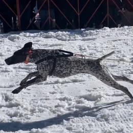 Thorn - German Shorthaired Pointer