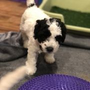 Chinese Crested and Spanish Water Dog Puppies from MilAcres Kennels