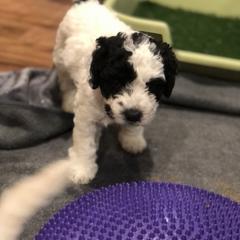 Chinese Crested and Spanish Water Dog Puppies from MilAcres Kennels