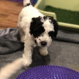 Chinese Crested and Spanish Water Dog Puppies from MilAcres Kennels
