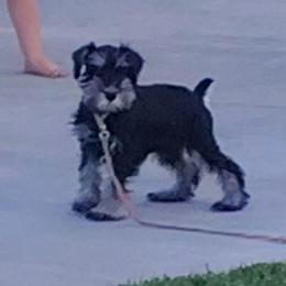 Draco- Yellow collar - Black and silver male Miniature Schnauzer puppy in Atascadero, California from Zion Miniature Schnauzers