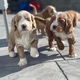 Australian Labradoodle and Goldendoodle Puppies from The Moon Doodles