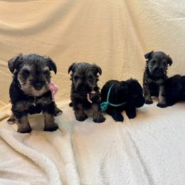 Miniature Schnauzer puppies from Ironwood Schnauzers