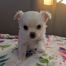 Mercedes- Ashley - Cream and white female Chihuahua puppy in Amity, Pennsylvania from Baxters Chihuahuas