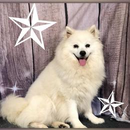 Cherry - American Eskimo Dog
