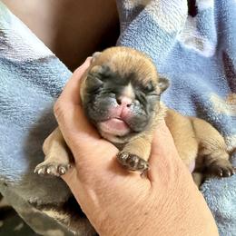 American Bully and French Bulldog Puppies from Bolt Action Kennel