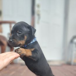 Doberman Pinscher and Miniature Pinscher Puppies from 305dobiez
