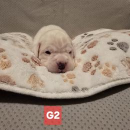 Girl 2 - female Boxer puppy in Leland, North Carolina from Ocean Breeze Boxers