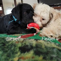 Cavapoo, Maltese, and Maltipoo All Grown Up from Carolina Canines