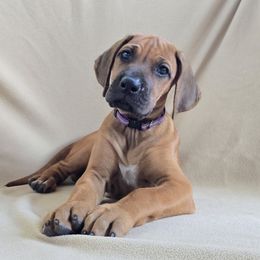 Girl 1 - female Rhodesian Ridgeback puppy in Chesapeake, Virginia from Monarch Rhodesian Ridgebacks