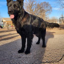 Bloom - German Shepherd