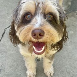 Winnie - Aussiedoodle