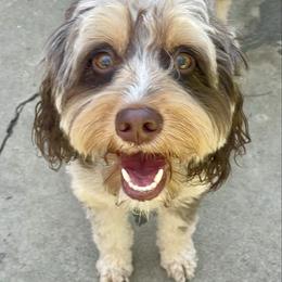 Winnie - Aussiedoodle