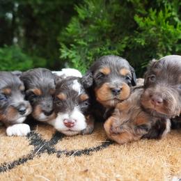 Cockapoo puppies from Home Raised Cockapoos