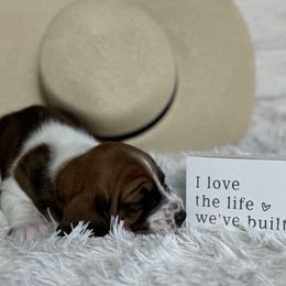 Basset Hound Puppies from AKC Basset Hounds Puppy