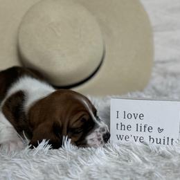 Basset Hound Puppies from AKC Basset Hounds Puppy
