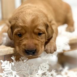 Black Female - Yellow female Labrador Retriever puppy in Franklin, Virginia from Oak Hollow Retrievers