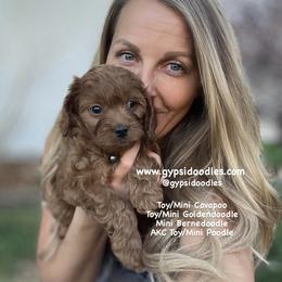 Bernedoodle, Cavapoo, Goldendoodle, and Poodle Puppies from Gypsi Doodles & Poodles