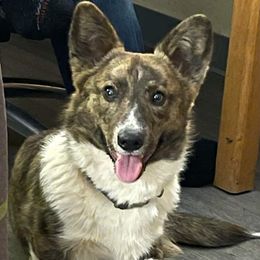 Brody - American Corgi