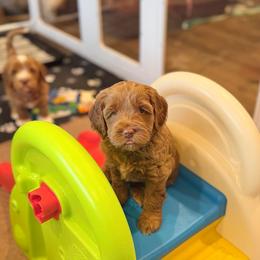 Green Collar Boy - Red male Australian Labradoodle puppy in Thousand Oaks, California from Lovely Doodle Lane