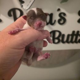 Prim - Chocolate, tan and white male Yorkshire Terrier puppy in Clermont, Florida from Bella's Prissy Butts