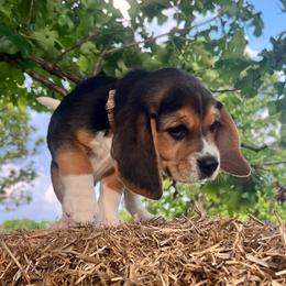 Silas - Black white and tan male Beagle puppy in Harrison, Arkansas from Leslie Beagles of Leslie Farm