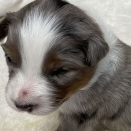 Australian Shepherds from Chilly Peckers Farm