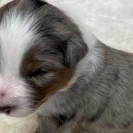 Australian Shepherds from Chilly Peckers Farm