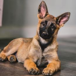 Camo Green - Sable female German Shepherd puppy in Rolling Hills, Wyoming from Wyohaus German Shepherds