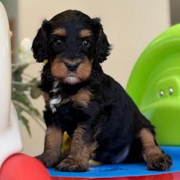 Lacey - Tri-color female Cavapoo puppy in Yuciapa, California from AlltheDoodlez_
