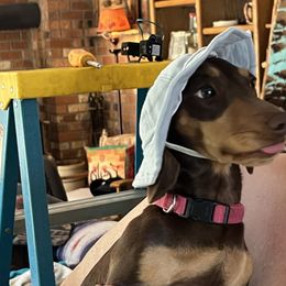 Daisy - Dachshund