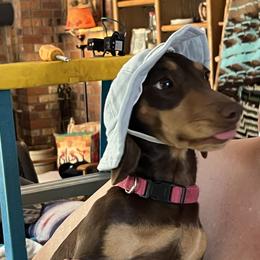 Daisy - Dachshund