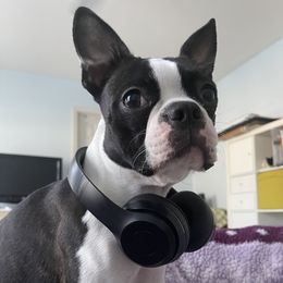 Boston Terrier Puppies from Berry Hill Boston Terriers