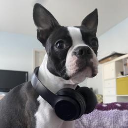 Boston Terrier Puppies from Berry Hill Boston Terriers