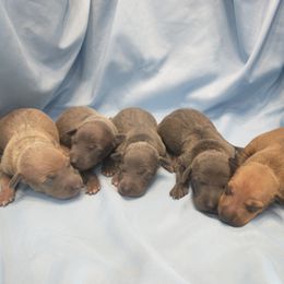 Italian Greyhound Puppies from Heartland Iggys