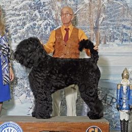 Jewel - Black Russian Terrier