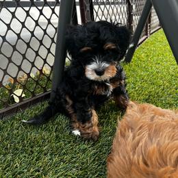Kelsi - Tri-color female Bernedoodle puppy in Saratoga Springs, Utah from Saratoga Springs Doodles