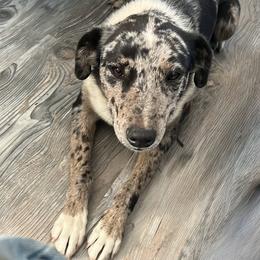 Border Collie puppies from R3 Sport Dogs (R3 Goldens/ R3 Border Collies)