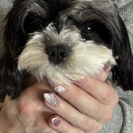 Isabella - Cavapoo