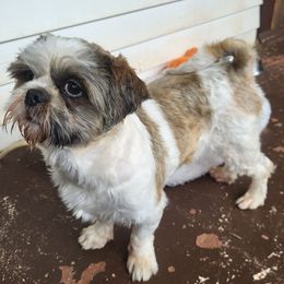 Happy - Shih Tzu