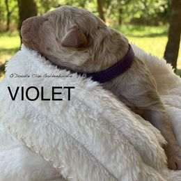 Goldendoodle Puppies from O’Doodle Clan Goldendoodles
