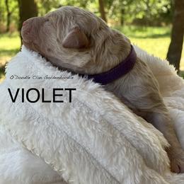 Goldendoodle Puppies from O’Doodle Clan Goldendoodles