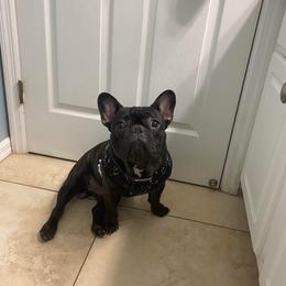 French Bulldog Puppies from Fancy Face Frenchies