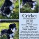 Cricket