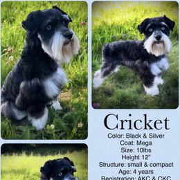 Cricket - Miniature Schnauzer
