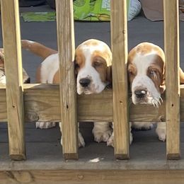 Basset Hound Puppies from Best Friends Bassets