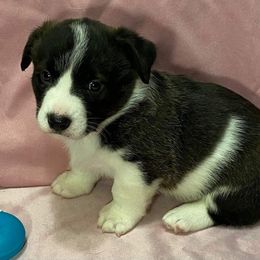 Cardigan Welsh Corgi and Great Dane Puppies from Red Oak Farm and Kennel