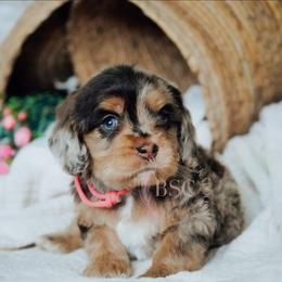 Pink girl - Merle female Cockapoo puppy in Missoula, Montana from Big Sky Cockapoos