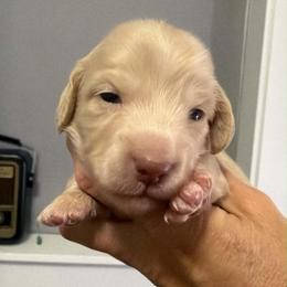 Bella - Cream female Dachshund puppy in Alva, Florida from Salty C's Dachshunds