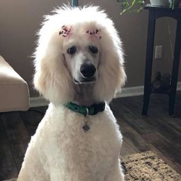 Poodles from Aglow Standard Poodles